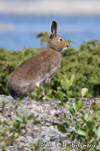 zając bielak, Lepus timidus