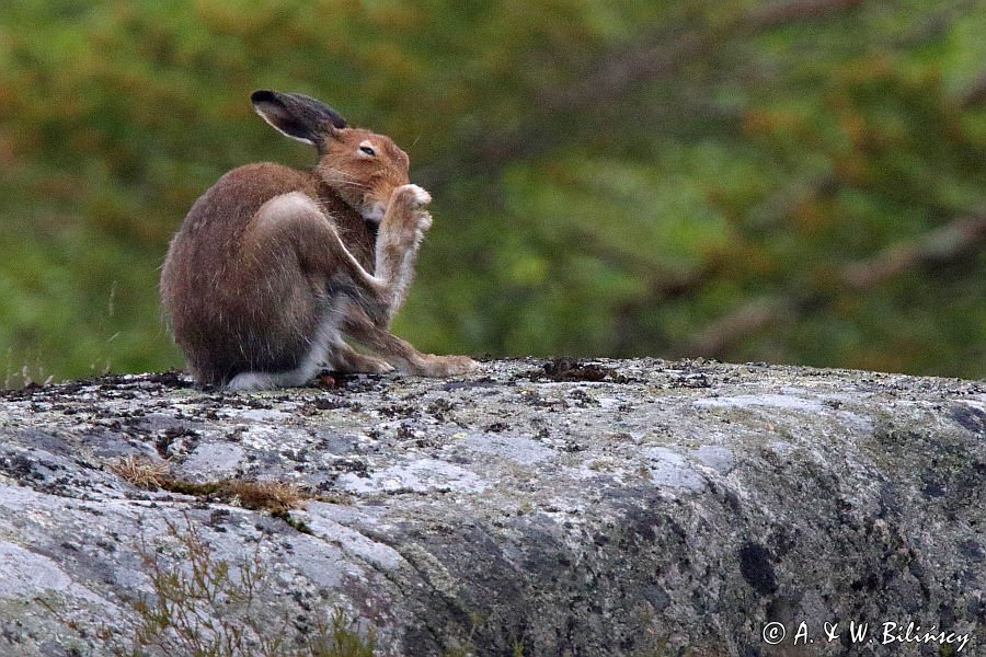 zając bielak, Lepus timidus