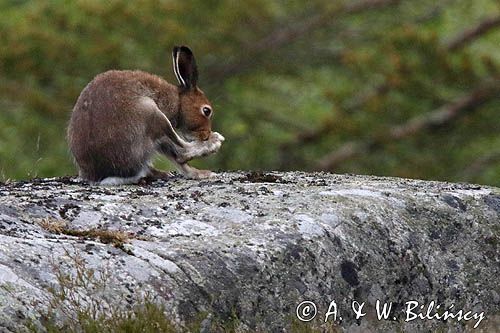 zając bielak, Lepus timidus