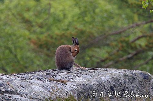 zając bielak, Lepus timidus