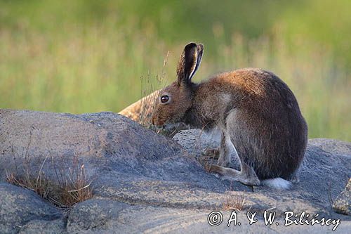 zając bielak, Lepus timidus
