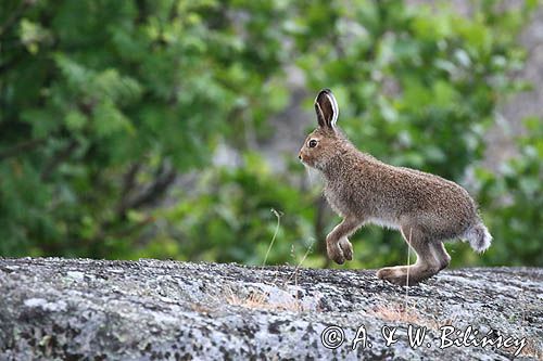 zając bielak, Lepus timidus