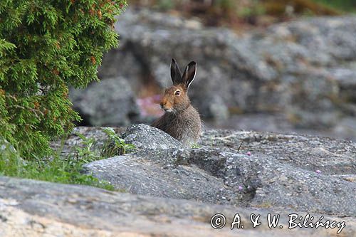 zając bielak, Lepus timidus