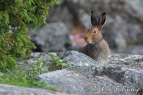 zając bielak, Lepus timidus
