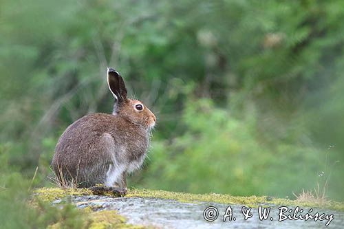 zając bielak, Lepus timidus