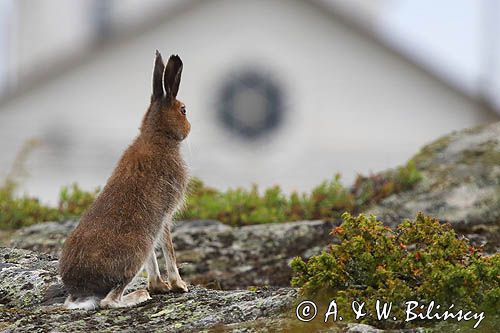 zając bielak, Lepus timidus