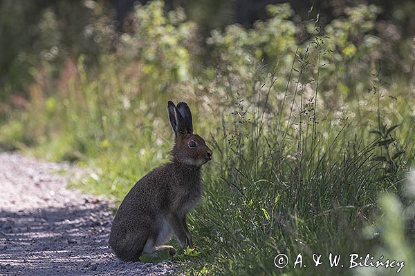 Zając bielak, Lepus timidus