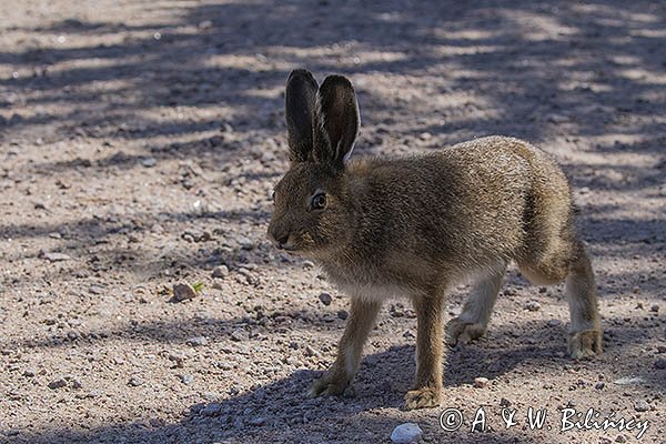 Zając bielak, Lepus timidus