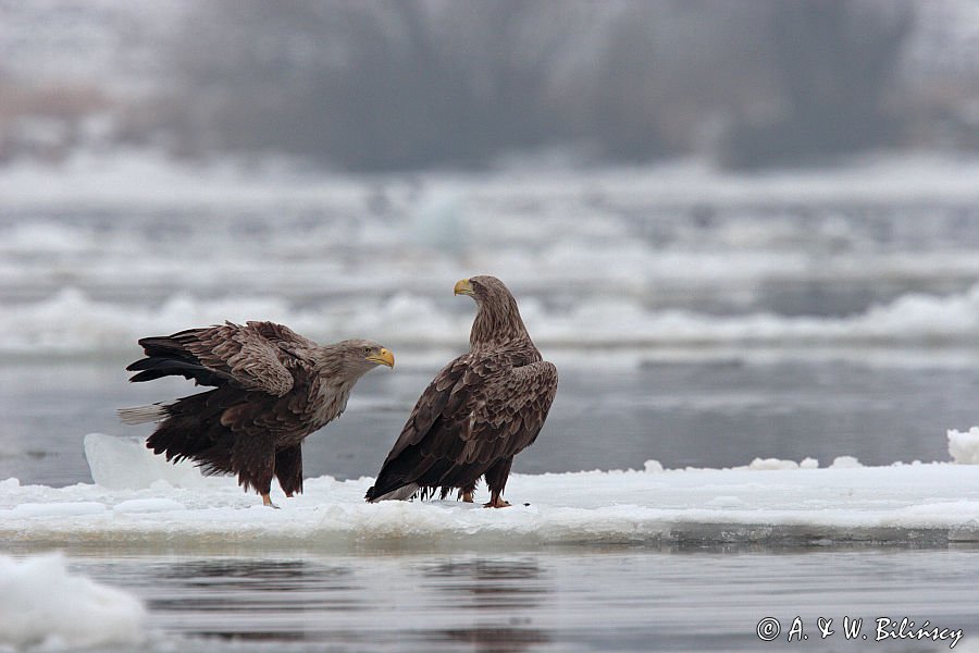 white-tailed sea eagle Haliaetus albicilla