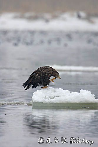 white-tailed sea eagle Haliaetus albicilla