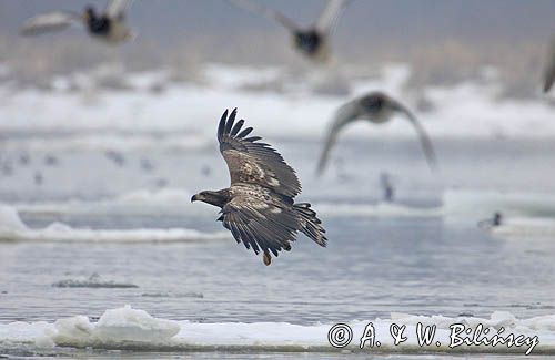 white-tailed sea eagle Haliaetus albicilla