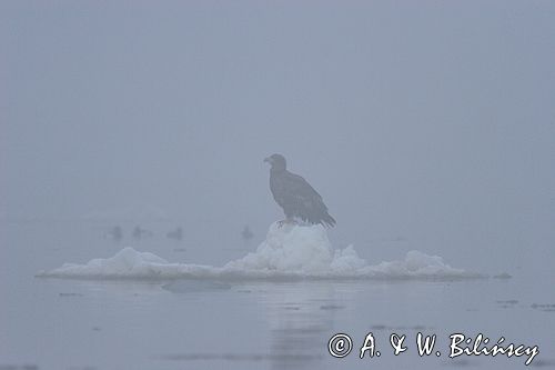 white-tailed sea eagle Haliaetus albicilla