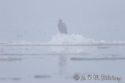 white-tailed sea eagle Haliaetus albicilla