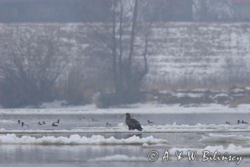 white-tailed sea eagle Haliaetus albicilla