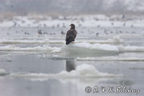 white-tailed sea eagle Haliaetus albicilla