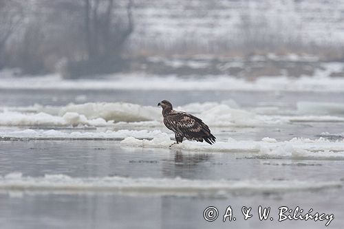 white-tailed sea eagle Haliaetus albicilla