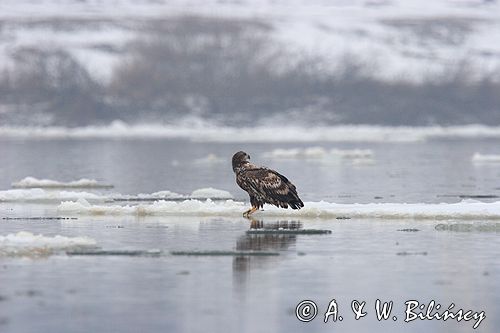 white-tailed sea eagle Haliaetus albicilla