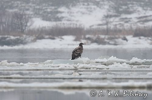 white-tailed sea eagle Haliaetus albicilla