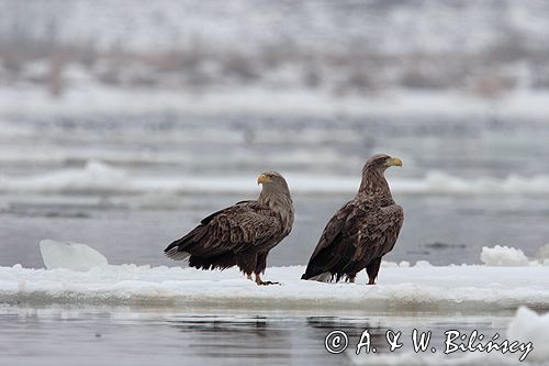 white-tailed sea eagle Haliaetus albicilla