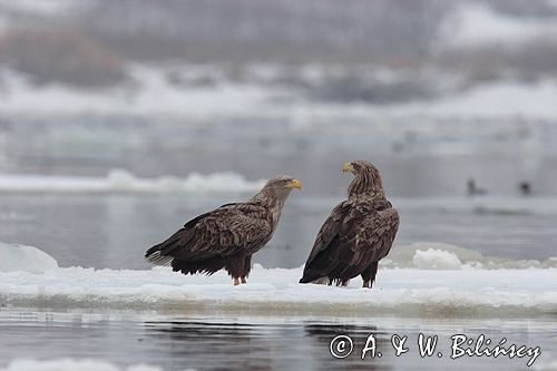 white-tailed sea eagle Haliaetus albicilla