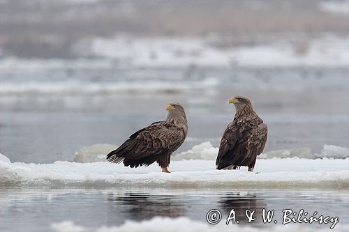 white-tailed sea eagle Haliaetus albicilla