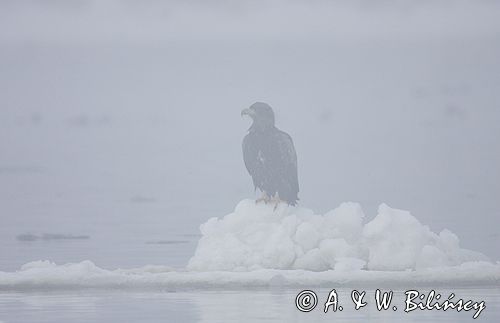 white-tailed sea eagle Haliaetus albicilla