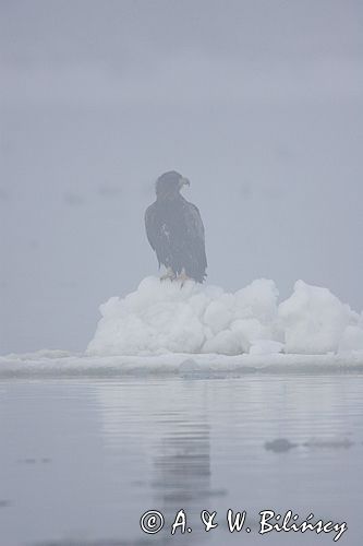 white-tailed sea eagle Haliaetus albicilla