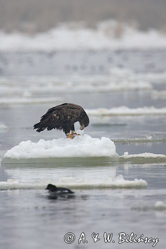 white-tailed sea eagle Haliaetus albicilla