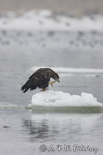 white-tailed sea eagle Haliaetus albicilla