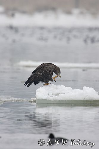 white-tailed sea eagle Haliaetus albicilla