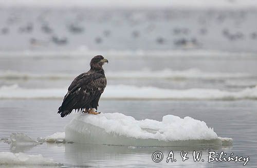 white-tailed sea eagle Haliaetus albicilla