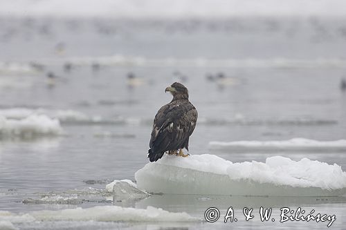 white-tailed sea eagle Haliaetus albicilla