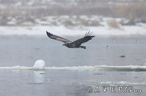 white-tailed sea eagle Haliaetus albicilla