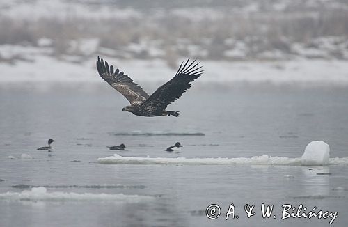 white-tailed sea eagle Haliaetus albicilla