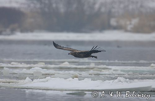 white-tailed sea eagle Haliaetus albicilla