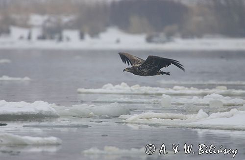 white-tailed sea eagle Haliaetus albicilla