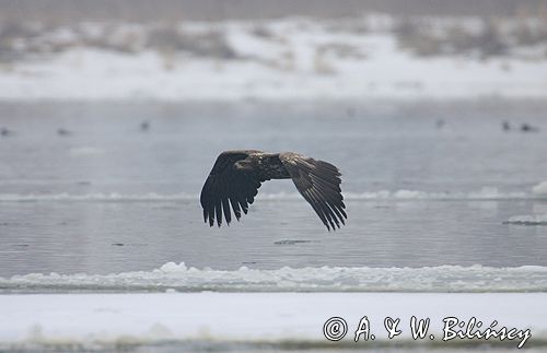 white-tailed sea eagle Haliaetus albicilla