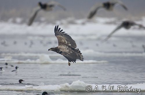 white-tailed sea eagle Haliaetus albicilla