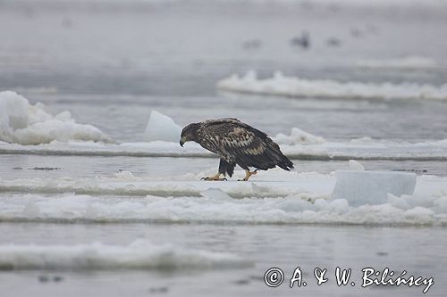 white-tailed sea eagle Haliaetus albicilla