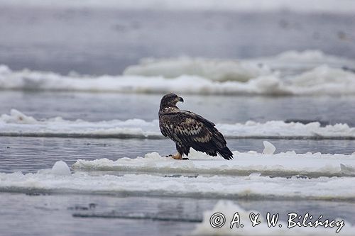 white-tailed sea eagle Haliaetus albicilla