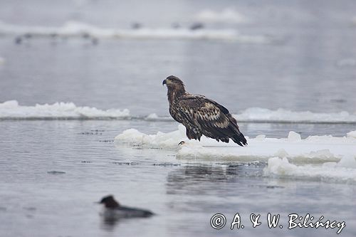 white-tailed sea eagle Haliaetus albicilla