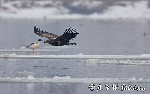 white-tailed sea eagle Haliaetus albicilla