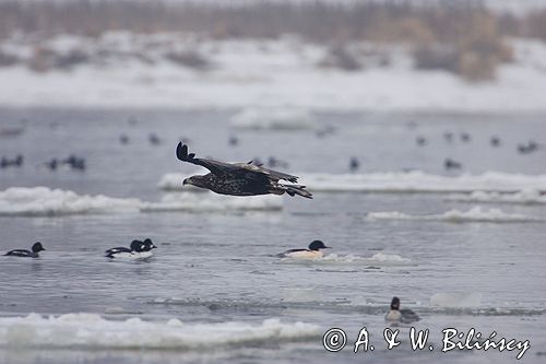 white-tailed sea eagle Haliaetus albicilla