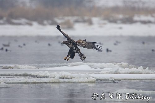 white-tailed sea eagle Haliaetus albicilla