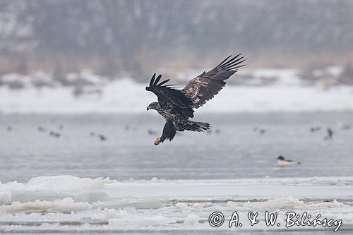 white-tailed sea eagle Haliaetus albicilla