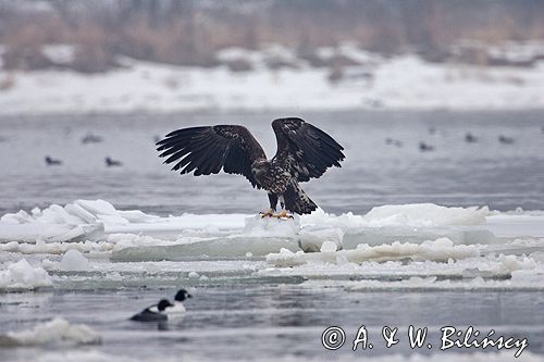 white-tailed sea eagle Haliaetus albicilla