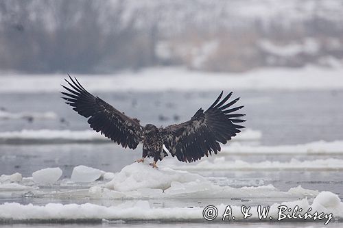 white-tailed sea eagle Haliaetus albicilla