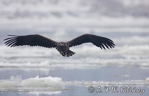 white-tailed sea eagle Haliaetus albicilla