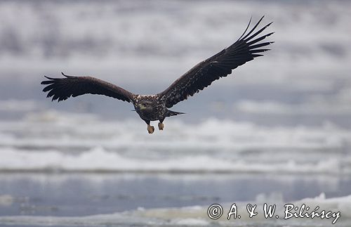 white-tailed sea eagle Haliaetus albicilla