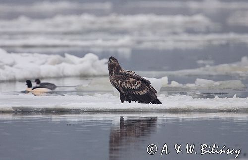 white-tailed sea eagle Haliaetus albicilla